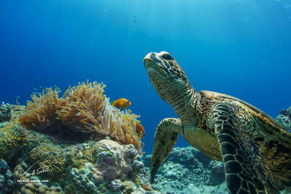 Honu