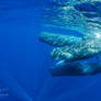 Let's Have Whales of A Time