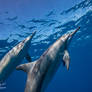 Spinner dolphins