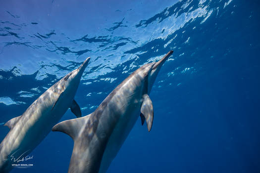 Spinner dolphins