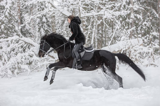 Image by Shutterstock Beautiful Black Friesian Horse Women/'s Tee