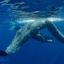 Spermwhales in Atlantic ocean