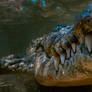 Jaws. Saltwater Crocodile