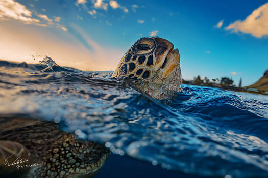 Honu