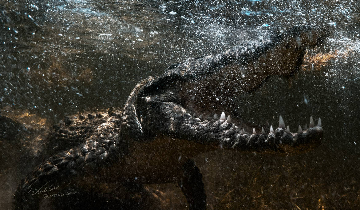 Схватка крокодилов. Крокодил хищник. Крокодил под водой. Крокодил в темноте. Крокодил хищник в воде.