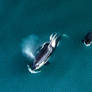 Wild Orcas in The Ocean