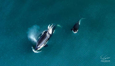 Wild Orcas in The Ocean