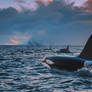 The Way of Orcas