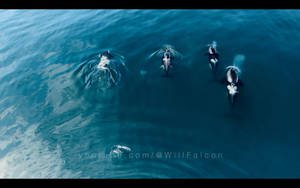 Amazing Orcas Meditation