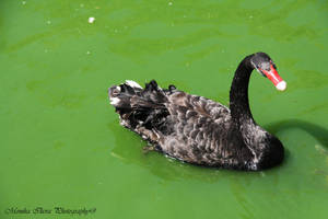 The Black Swan