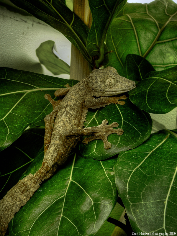 Henkel's Leaftailed Gecko 2