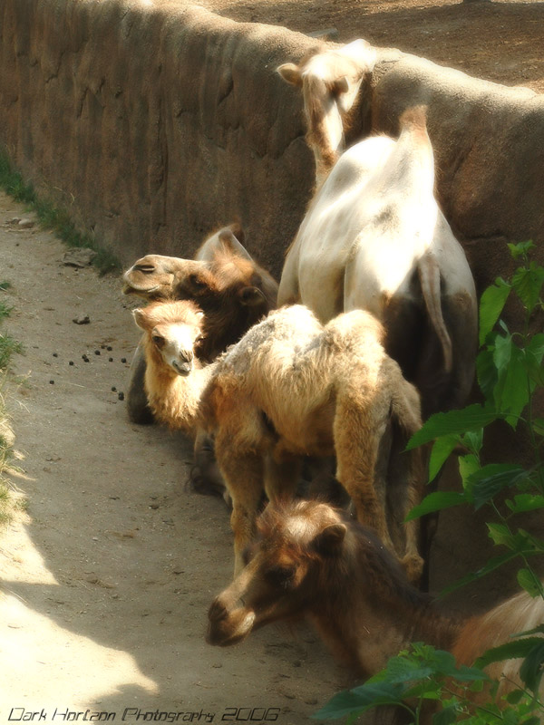 Bactrian Camels