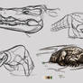 Crocodile study