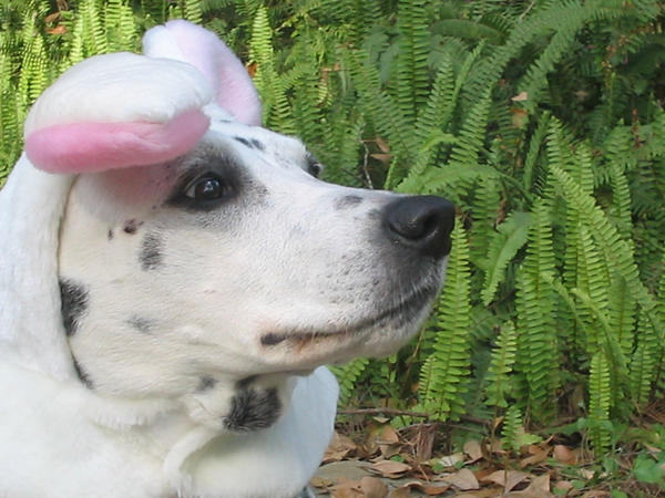 Easter Bunny Darcy