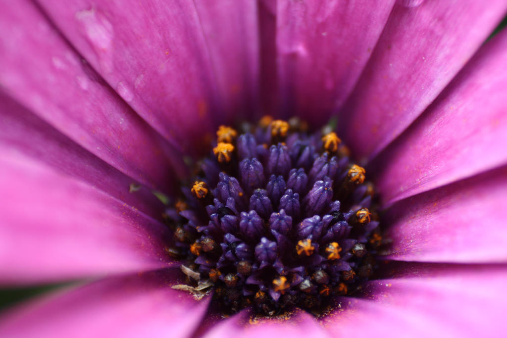 Untitled -Macro Purple Flower-