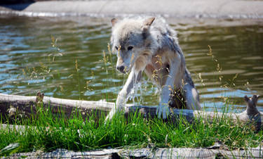 Drenched Fur