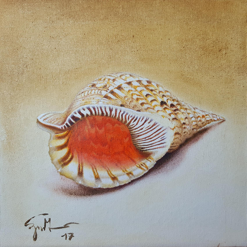 The shell by maxdrei on DeviantArt
