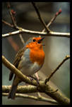 Robin looking for love by bennhardt