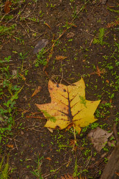 Yellow Leaf North Carolina October 4, 2015