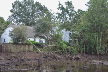 South Carolina Fallen Trees