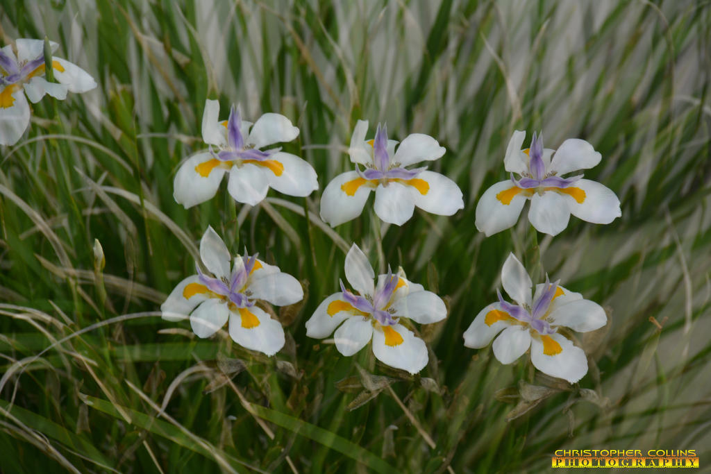 Triple Exposure of flowers March 5, 2017