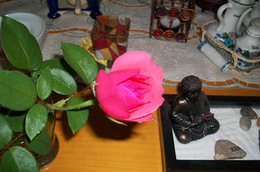 a rose for buddha