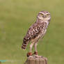 IMG_3908 - Burrowing Owl