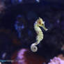 IMG_4112 - Seahorse