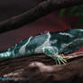 IMG_5422 - Fijian Crested Iguana