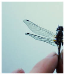 Dragonfly I