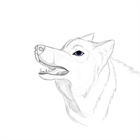 Wolf Sketch