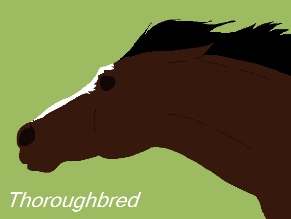 Thoroughbred