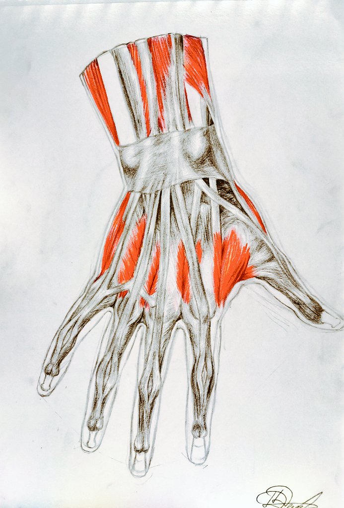 Hand Anatomy sketch by Dominator636 on DeviantArt