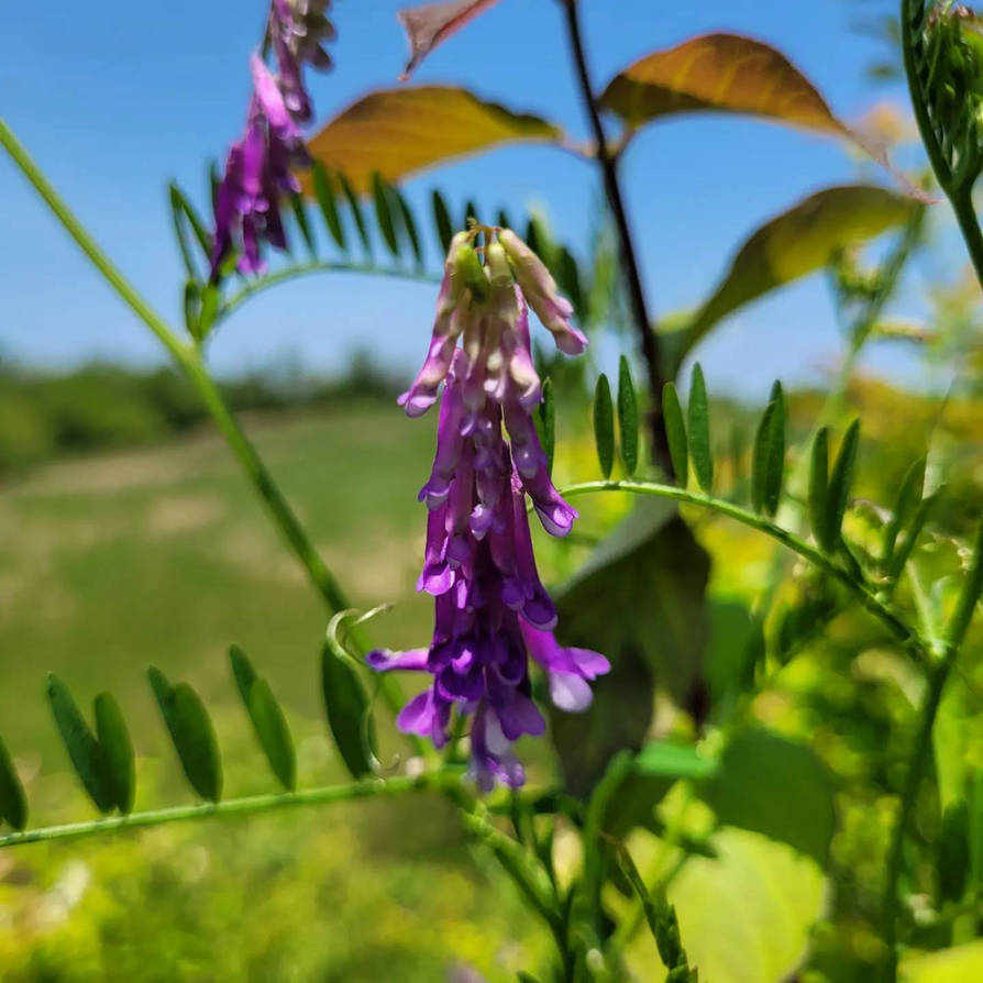 Fodder Vetch. by GalileoCopernicus on DeviantArt