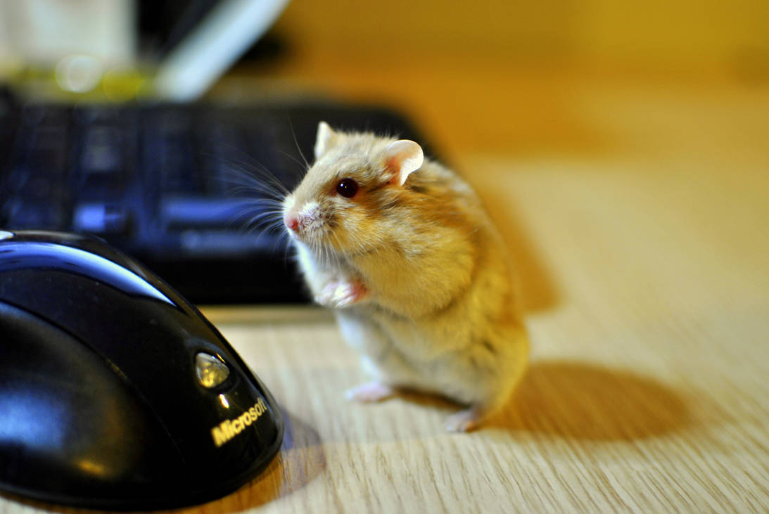 Хомячки телефон. Хомяк джунгарский. Смешные хомяки. Мышка. Компьютерная мышь хомяк.