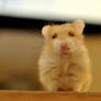 Hamster