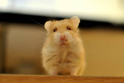 Hamster