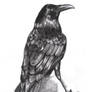 British Birds - The Raven