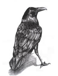 British Birds - The Raven