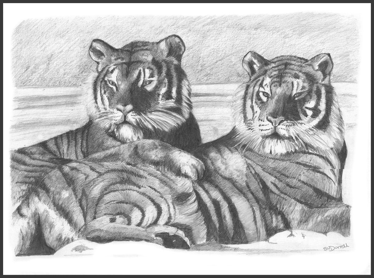 Tigers