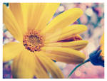 YellowFlower by ThErEaLDoLLyFrikka