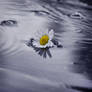 Daisy in water