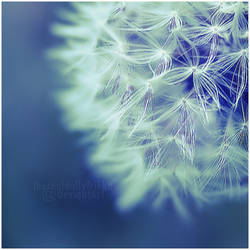 dandelion.