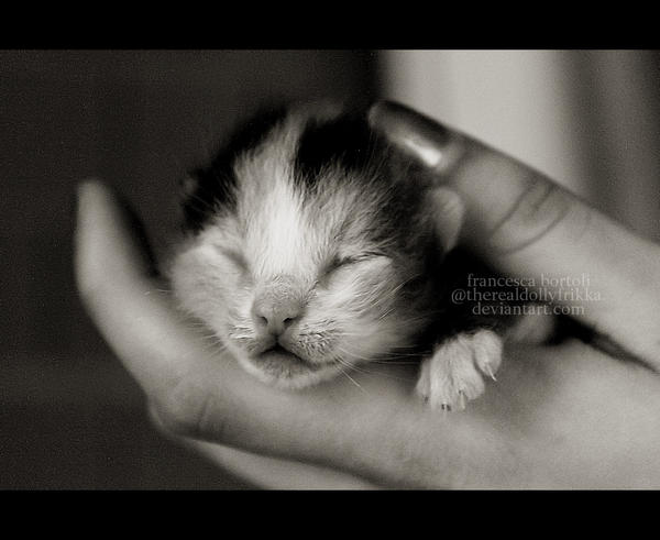 kitty in my hands.