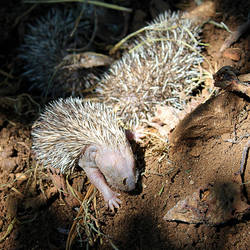 little hedgehogs