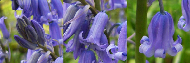 Trio of Bluebells