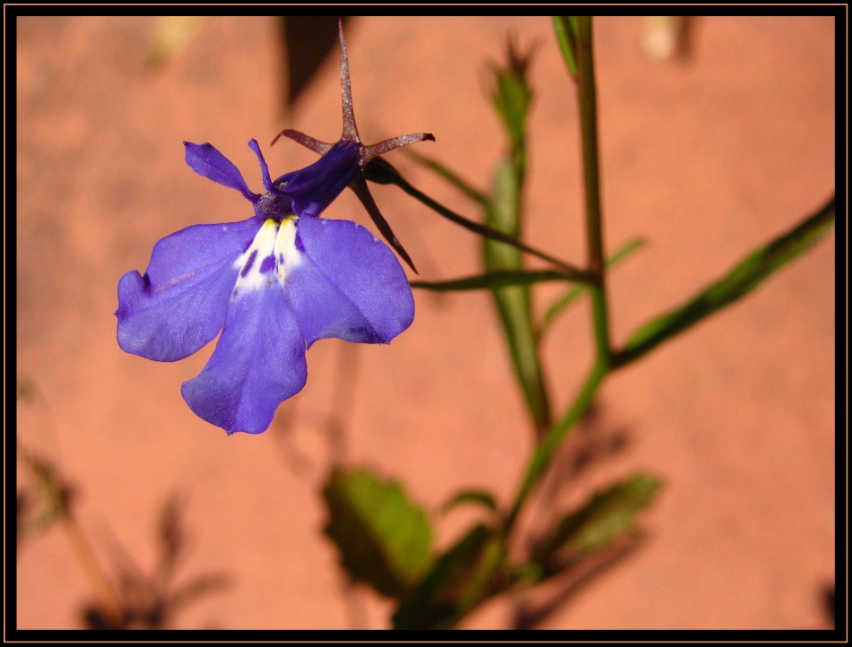 Lobelia erinus