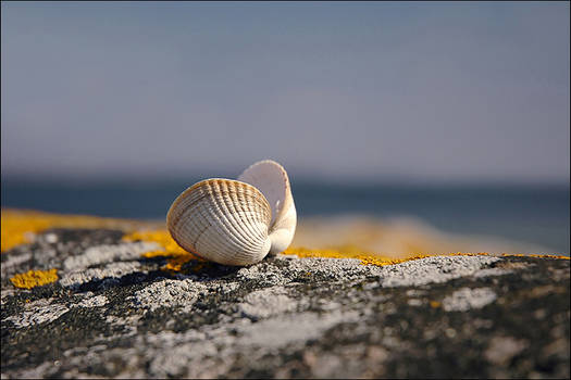 Coquillage