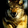 wolf 03