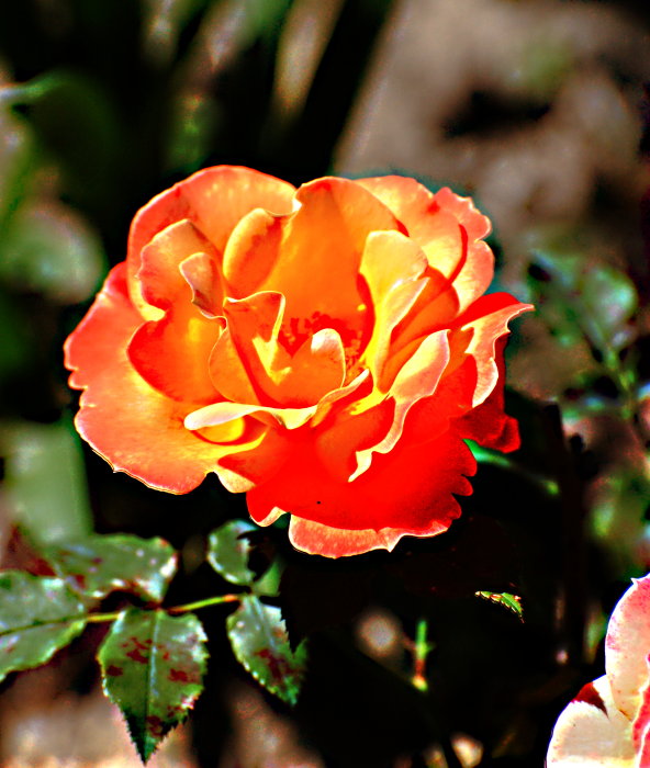 orange rose 02